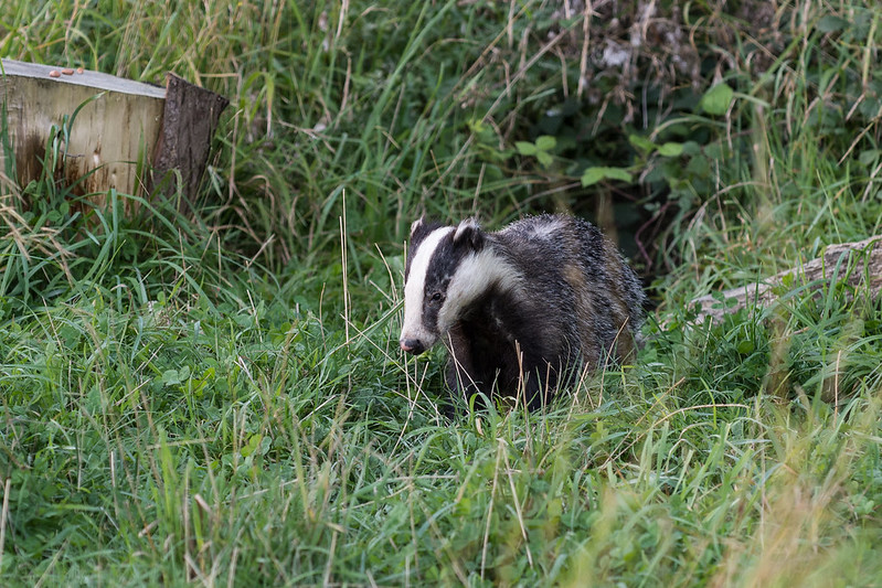 Badger at Old Henley Farm, Dorset