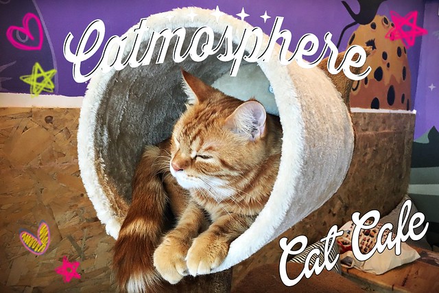 Catmosphere Cat Cafe