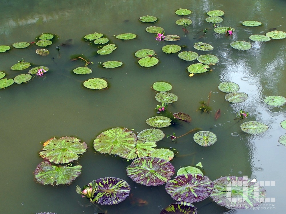 botanic gardens, bukit timah gate, personal, places of interest, singapore, singapore botanic gardens, swan lake, tanglin gate, unesco, water monitor lizard, where to go in singapore,