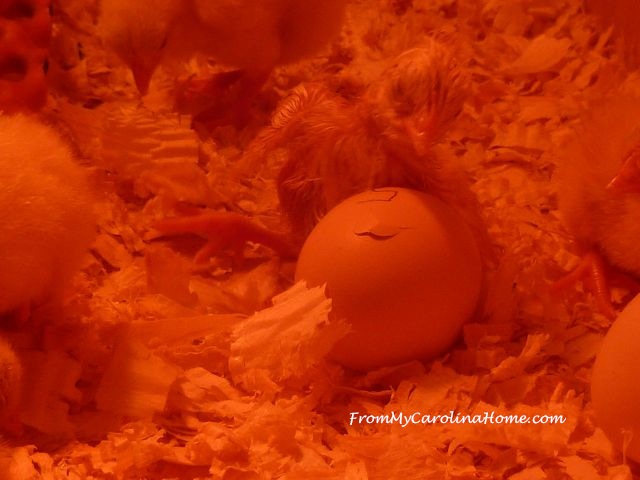State Fair 2016 - chick just hatched