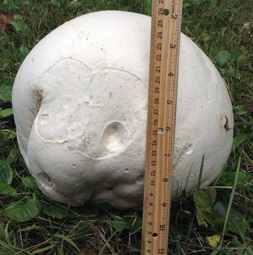 Mushroom - Giant Puffball