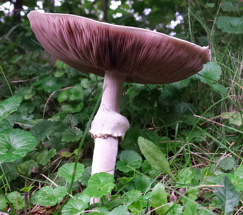 side view of the mushroom, with many gills