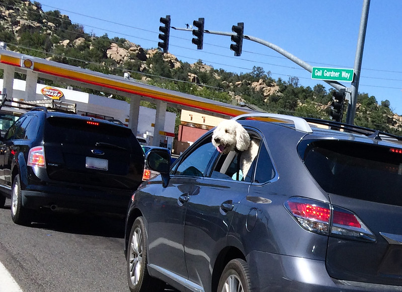 Dog In A Car