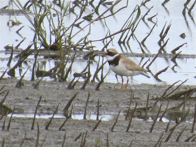 Common Ringed-Plover in Clifton, IL 07