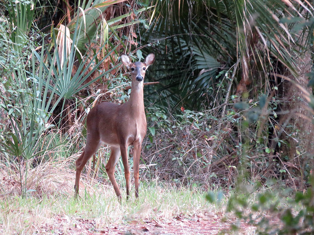 White-tailed Deer