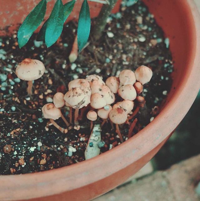 Mushrooms in potting soil