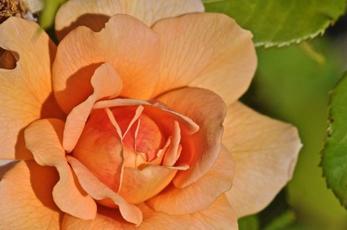 Orange rose, Edmonds, WA