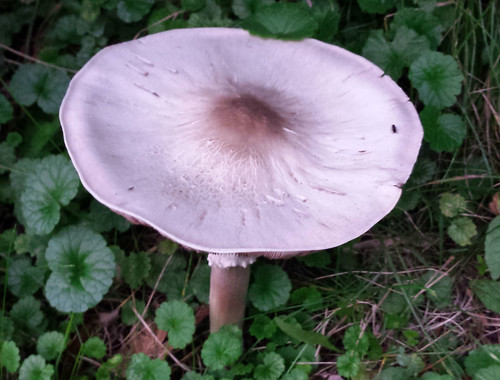 top view of a flat, round mushroom with a darker spot in the center