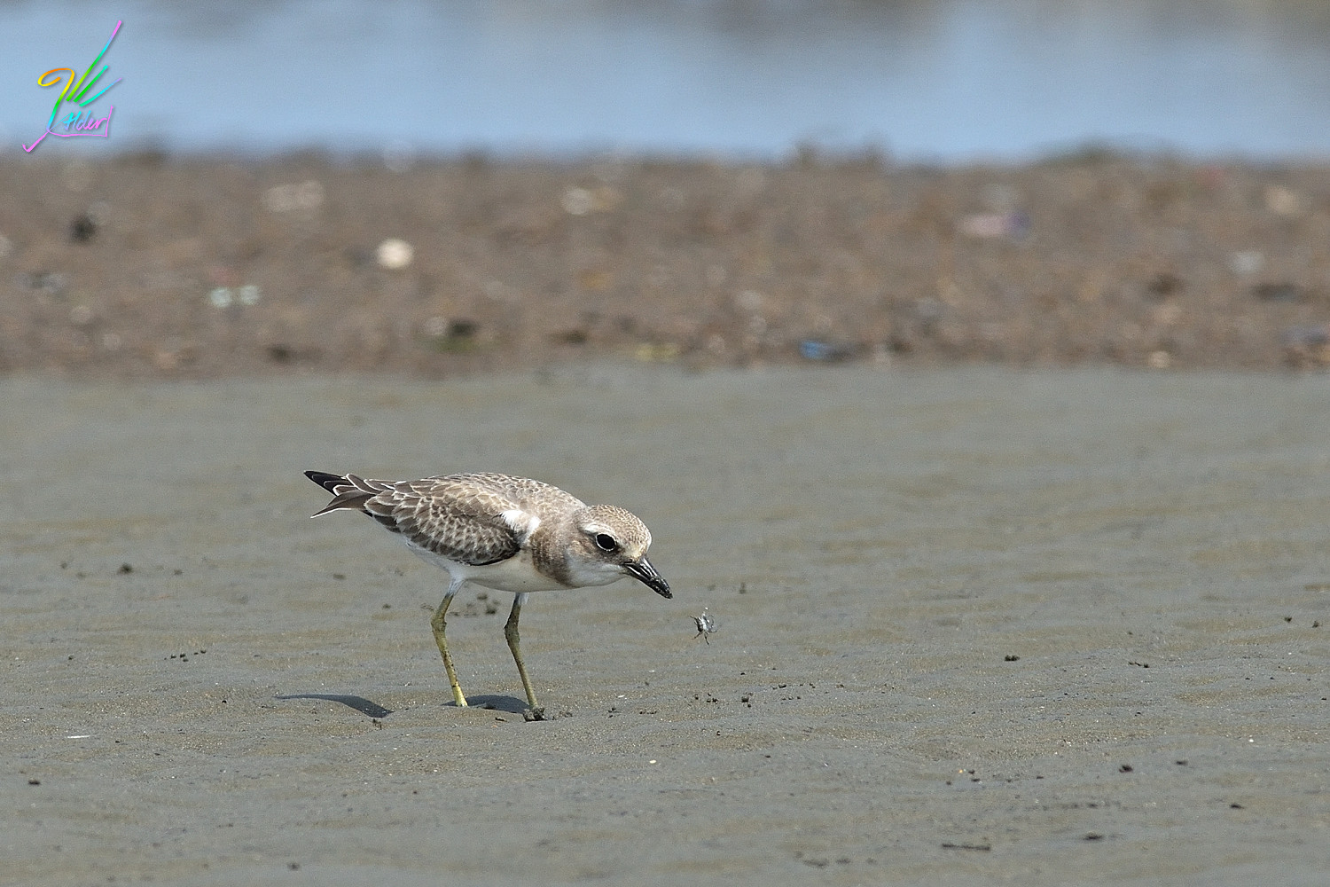 Greater_Sand_Plover_3001