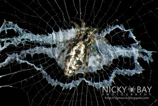 Orb Weaver Spider (Cyclosa sp.) - DSC_5287