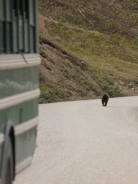 Grizzly on the road