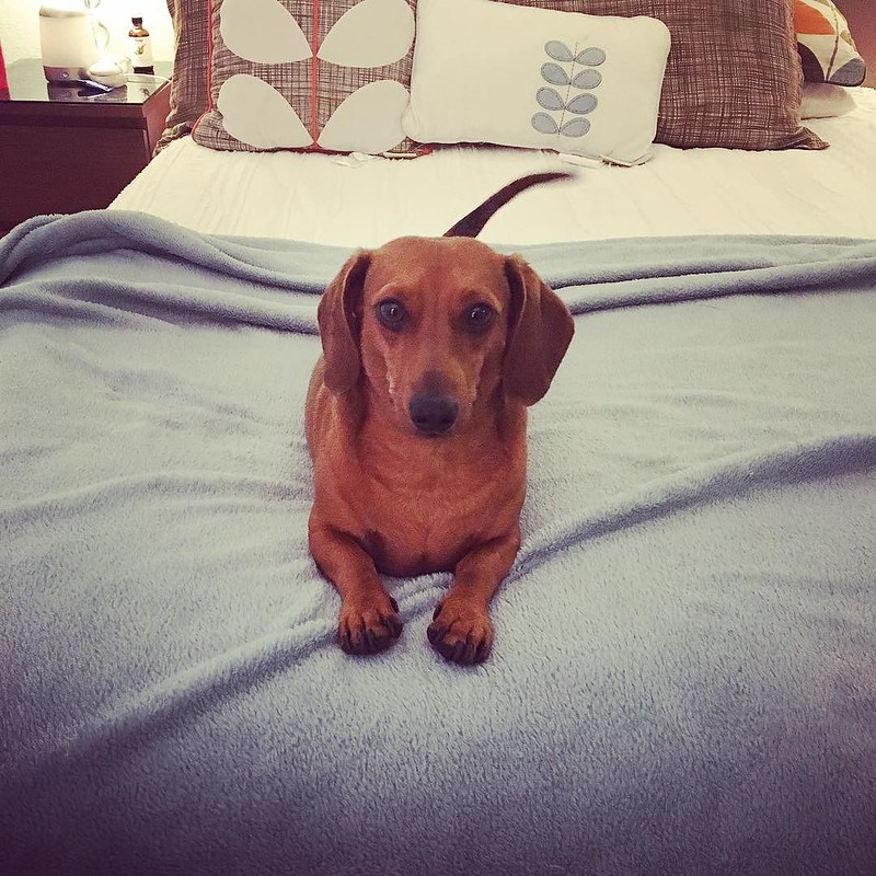 This little guy is 3 years old today! Happy Birthday @mrbigthedoxie #dachshundsofinstagram #dachshund #doxie #weenie #weeniewithaweenie