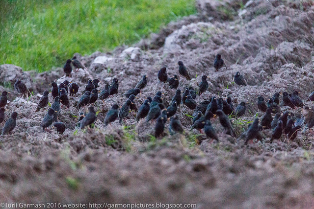 Starlings meeting