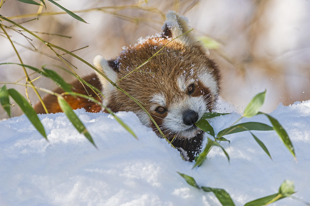 Small panda eating in the snow II