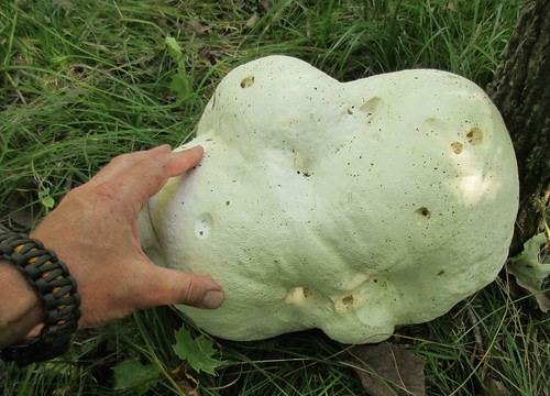 Mushroom - Puffball