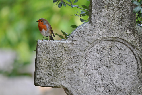 Robin, Brompton Cemetery, London