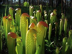 Sample Imagery from Carnivorous Plants and their Habitats (28)