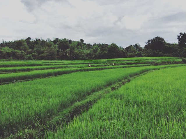 Stunning scenery in this neck of the woods.🙌 #antique #aklan #visayasislands #philippines #thefreelancelife #journodiaries #wanderlustinmyblood #gypsyblood #cantstopwontstop #travelingjourno #provinciallife #farmlife #agriculture #ricefields