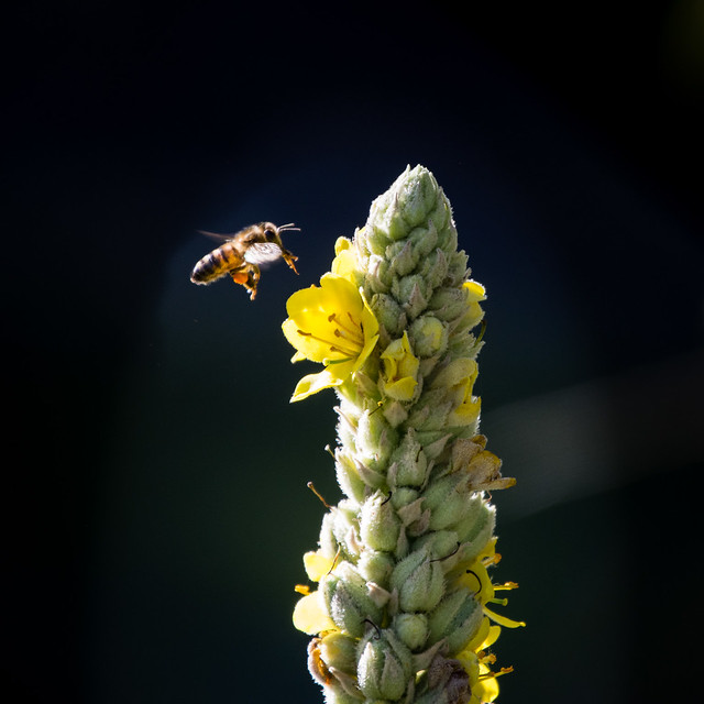 bee in flight