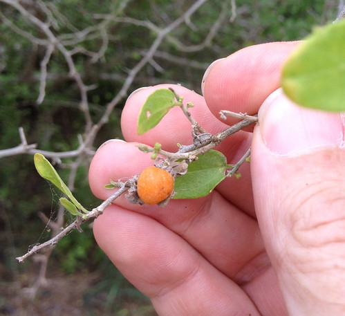 Desert Hackberry