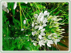 Gorgeous white flowers of Cleome hassleriana (Spider Flower, Spiderplant, Pink Queen, Grandfather's Wiskers), shot on 27 July 2008