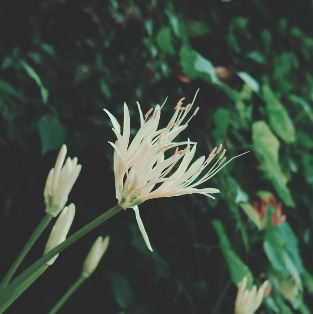 Lycoris albiflora