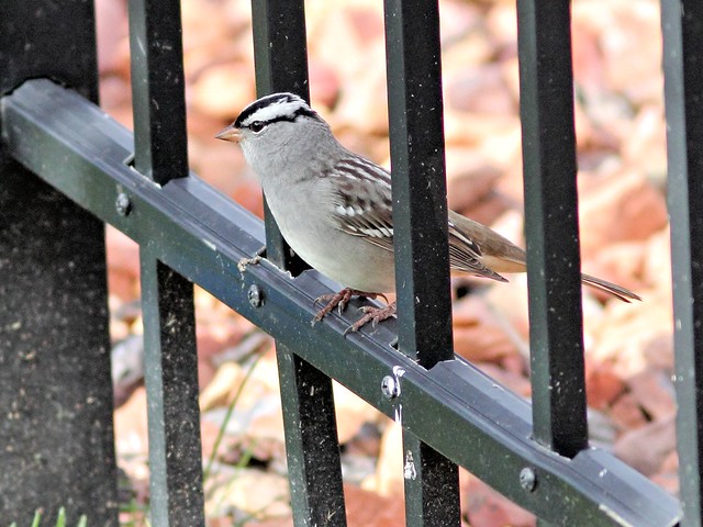 White-crowned Sparrow 5-20130505