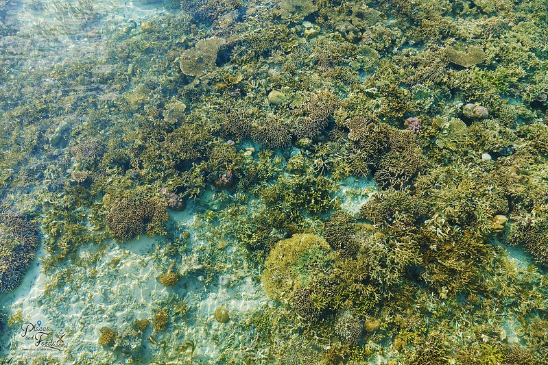 kanawa island see thru corals