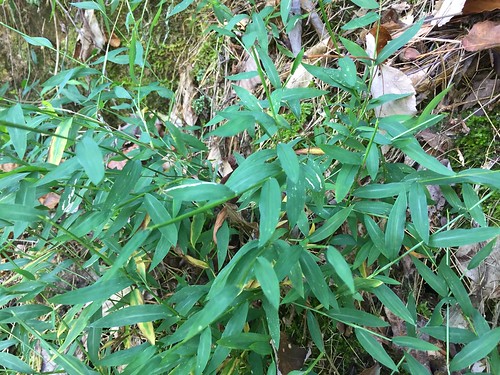 Microstegium vimineum Stiltgrass Bamboograss AR (2)
