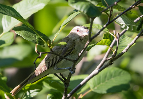 Red-eyed Vireo showing off eye