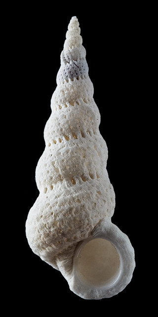 Cirsotrema varicosum (Lamarck, 1822) 29816943843_eea333e339_z