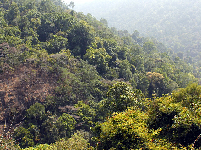 भारतीय वन