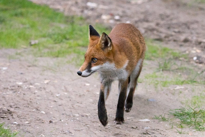Fox keeping a close eye out for a Border Collie