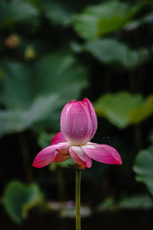 Lotus flower-5