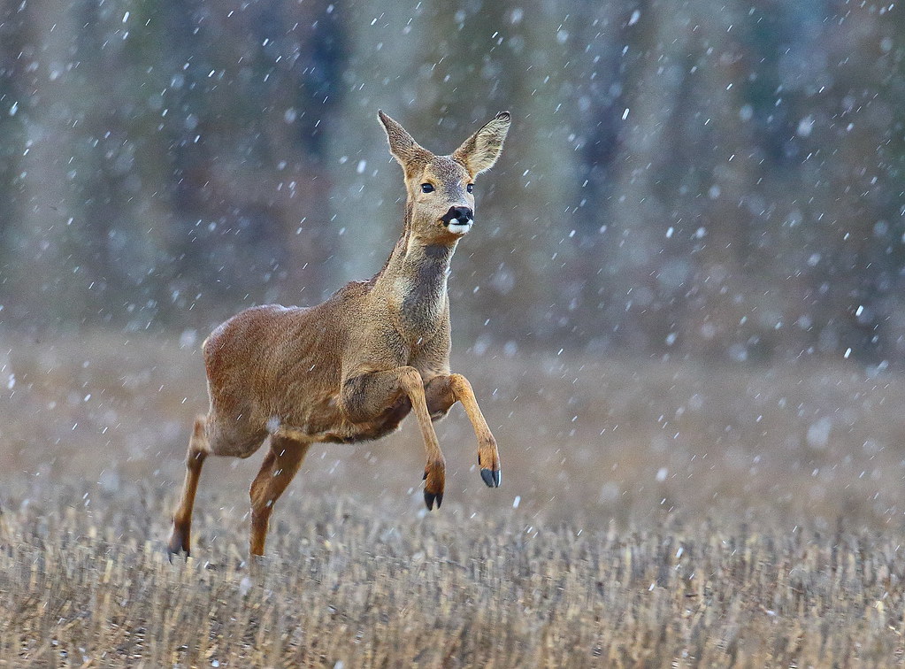 Doe Roe Deer running in the rain Capreolus capreolus