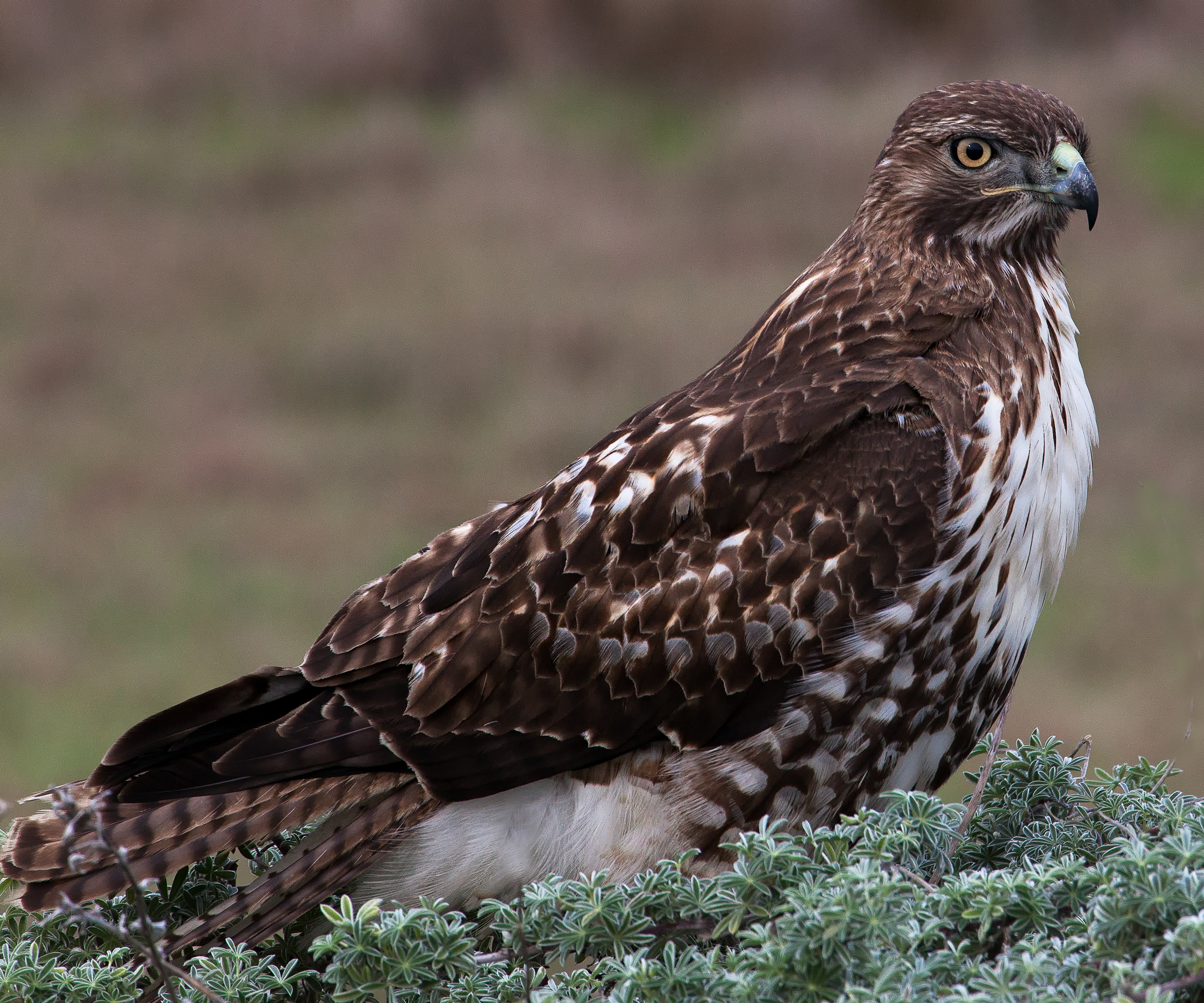 "Red Tailed Hawk