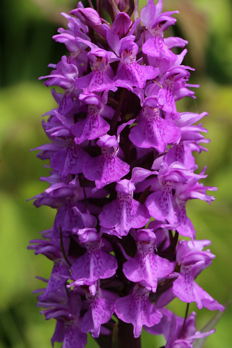 Kentish seaside orchids