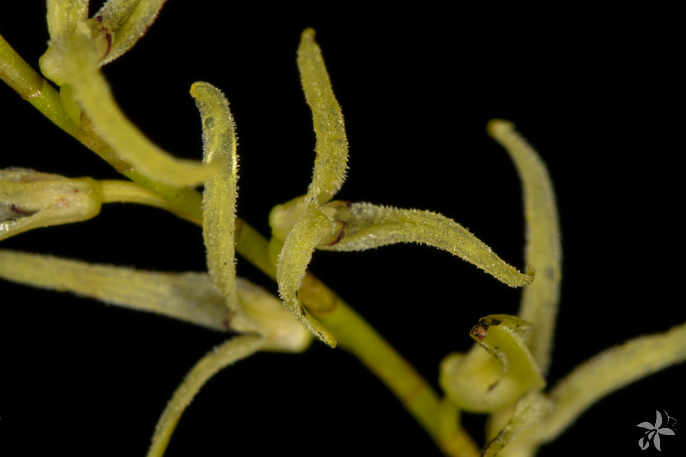 Pleurothallis sclerophylla