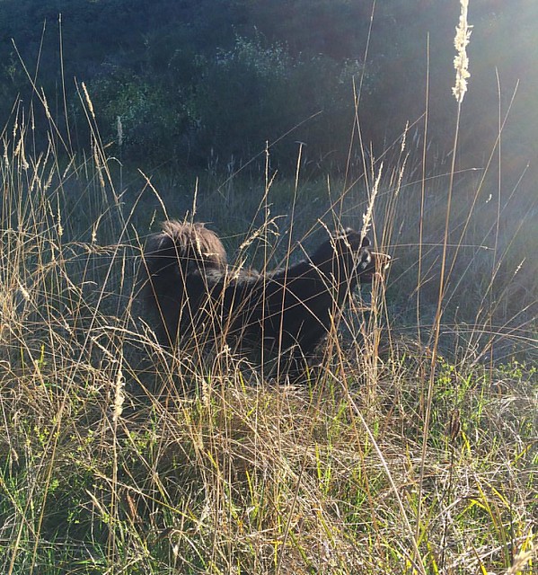 Bear Cub in the sun. 🌾