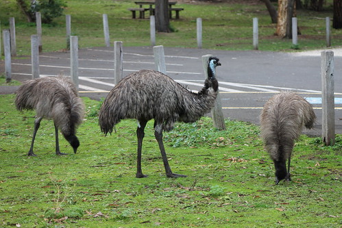 Tower Hill - Emu