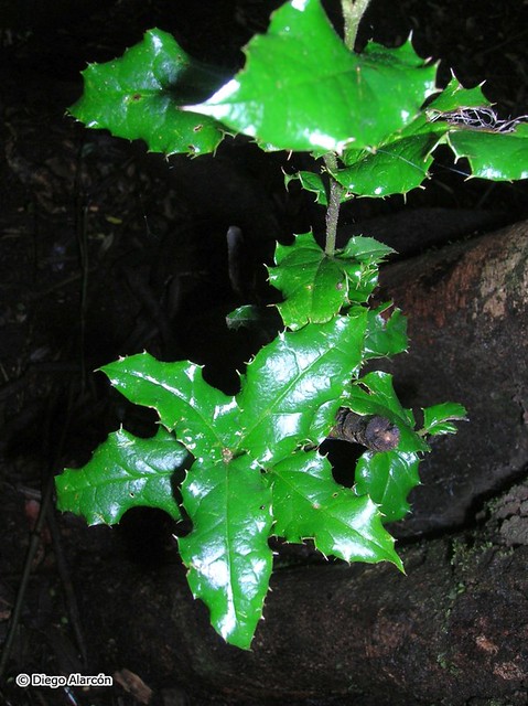 Follaje de sombra de Naranjillo (Citronella mucronata)