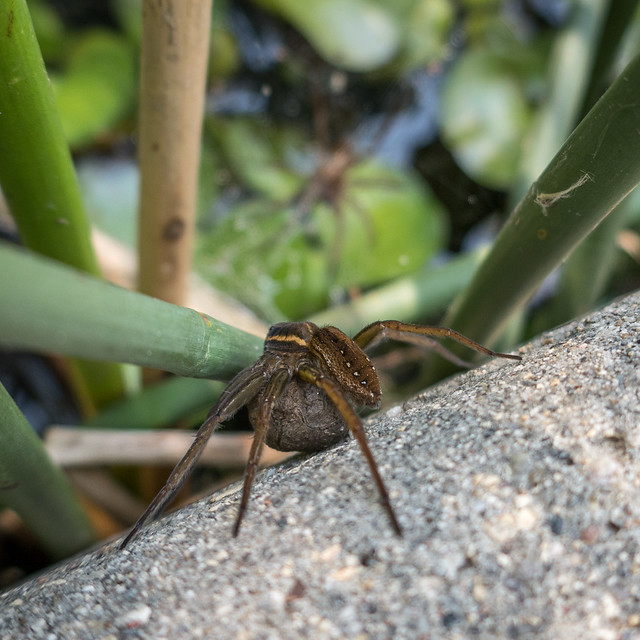 Fishing spider with egg sac