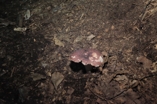 Russula Emetica Mushrooms