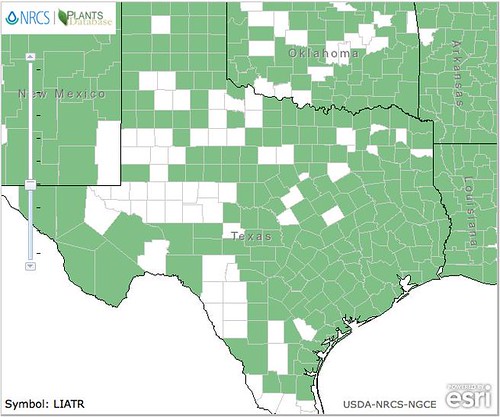 GayfeatherMap_TX