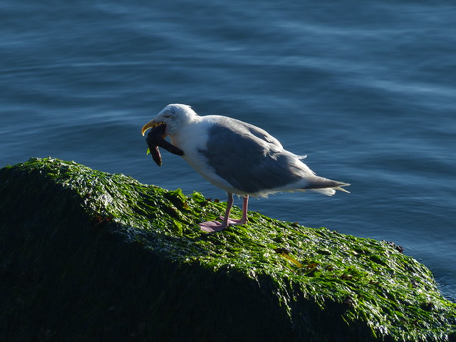 Gull Eating Sea Star 1 of 4 - P1170385