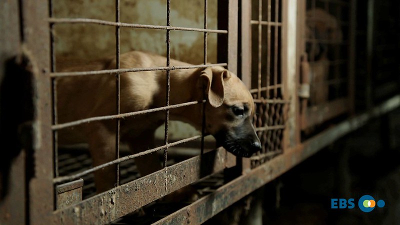 Korean EBS Documentary: The horrible reality of dog meat farms that you don’t know.