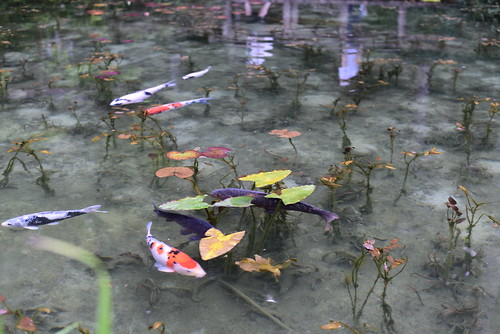 モネの池　岐阜関市　根道神社の池