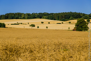 Getreidefelder