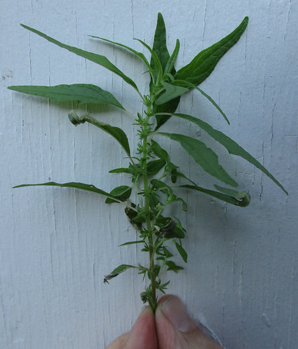 Cucumber Weed