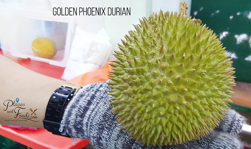 golden phoenix durian